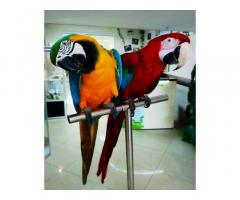 Аренда попугая ара, Ара на праздник
