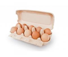 Купить оптом свежие куриные яйца в Днепре.
