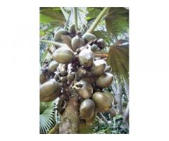 кокосове борошно для харчового виробництва