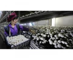 Працівники на підприємство з вирощування грибів