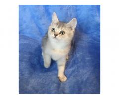 Шотландские чистокровные котята