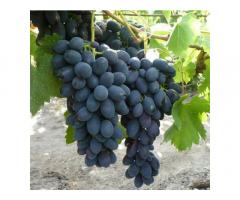 Продам виноград Молдова с куста.